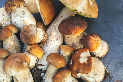 Close-up of mushrooms growing on table