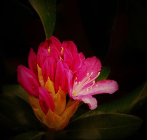 Close-up of pink flower blooming outdoors