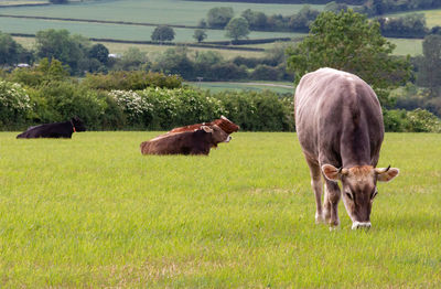 Cows grazing in a field