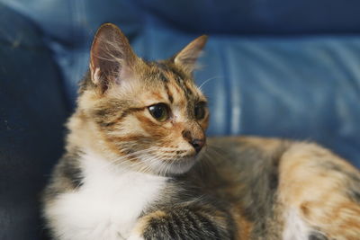 Cat looking away while sitting on sofa at home