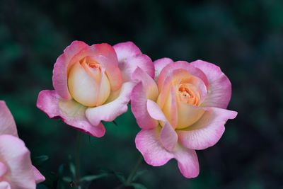 Close-up of pink rose