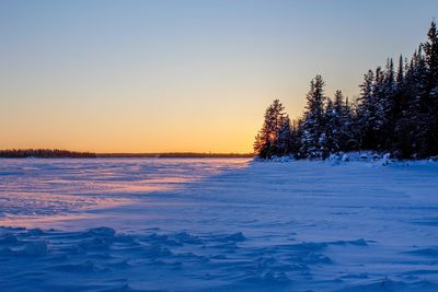 Frozen trees on landscape against clear sky during winter