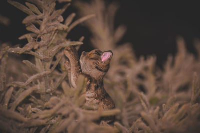Close-up of a bird looking away