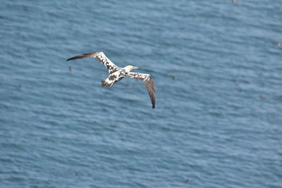 Seagull flying over sea