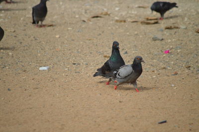 High angle view of pigeons perching on ground