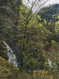 Trees growing in forest