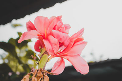 Close-up of pink rose