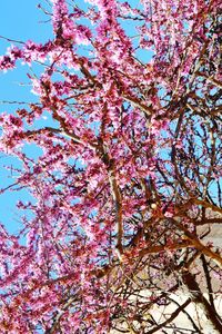 Low angle view of pink flowers on tree