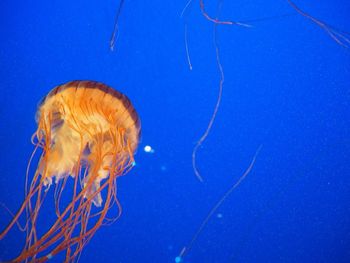 Close-up of jellyfish swimming in sea