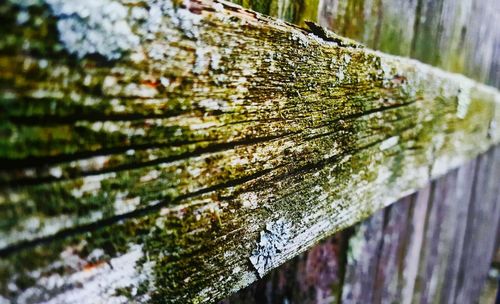 Close-up of tree trunk