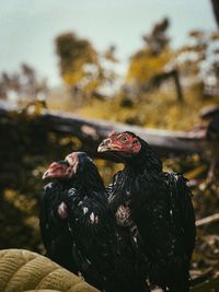 Close-up of two birds