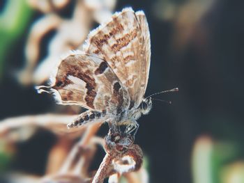 Close-up of butterfly