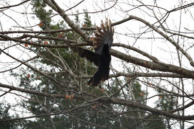 Low angle view of bird perching on tree against sky