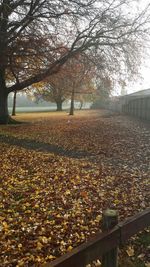 Bare trees in a row