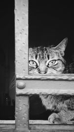 Portrait of cat sitting on window