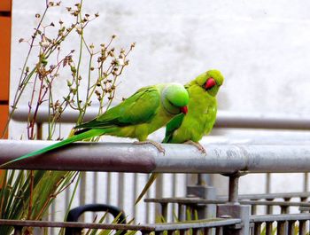 Parrots perching on rod