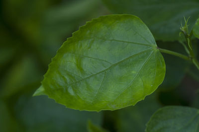 Close-up of green leaves