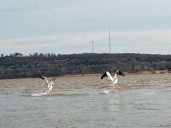 Seagulls flying over water