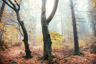 Trees in forest during autumn