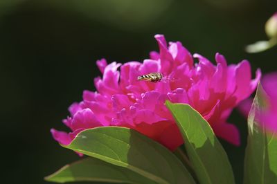 Close-up of insect on pink flower