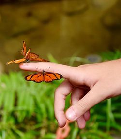 Close-up of butterfly on hand holding leaf