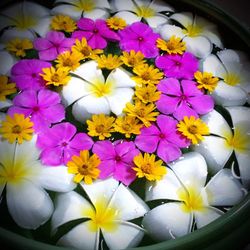 Full frame shot of colorful flowers