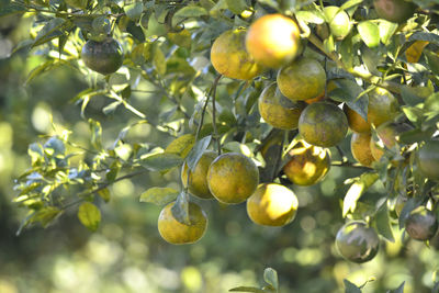 Close-up of fruits on tree