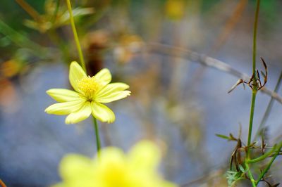 Close-up of yellow flowering plant