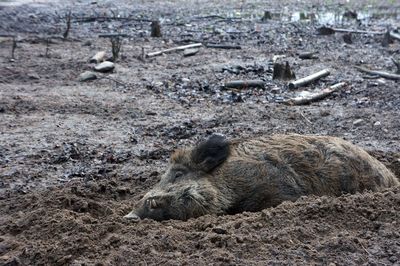 High angle view of wild boar resting on mud