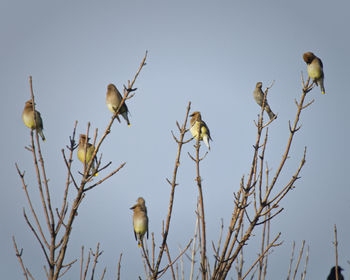 Low angle view of bird perching on tree