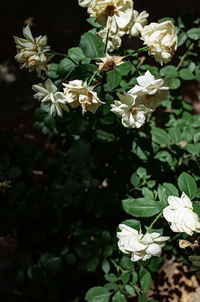 Close-up of white flowering plant
