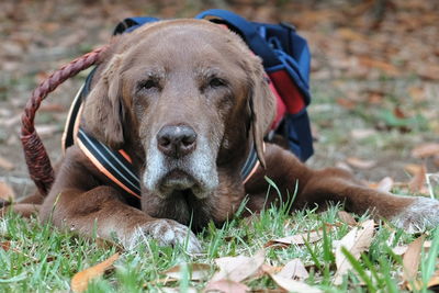 Portrait of dog relaxing on field