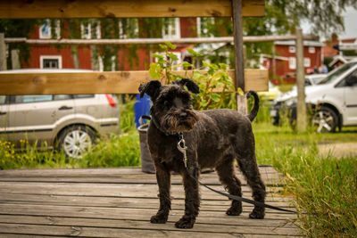 Portrait of a dog standing outdoors