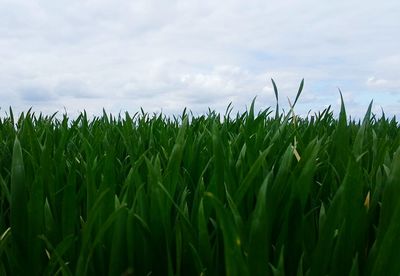 Close-up of wheat growing on field against sky