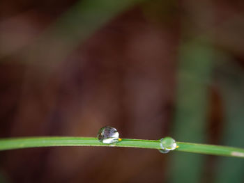 Close-up of insect on leaf against blurred background