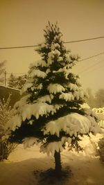 Close-up of tree against sky