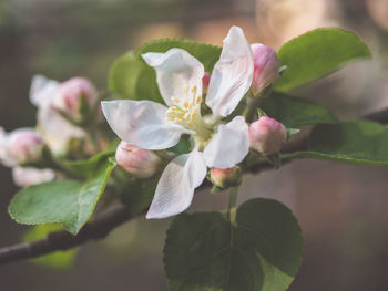 Close-up of white flowering plant