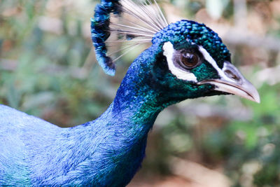 Close-up of a peacock