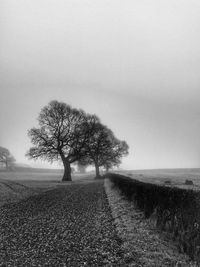 Tree on agricultural field against sky