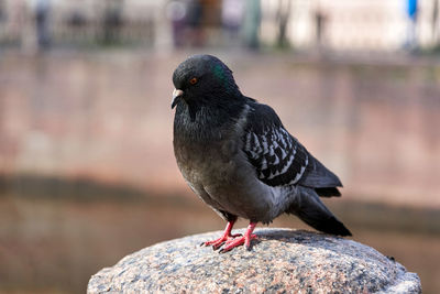 Close-up of pigeon perching on a rock