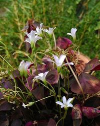 Close-up of white flowers