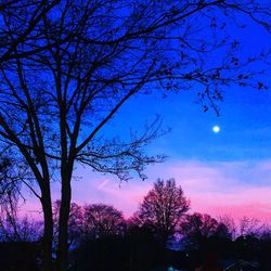 Low angle view of bare trees against blue sky