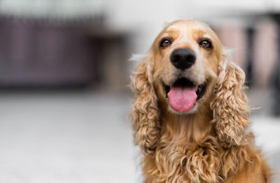Close-up portrait of cocker spaniel sticking out tongue