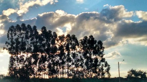 Low angle view of silhouette trees against sky