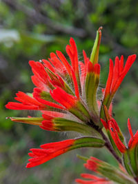 Close-up of red flowering plant