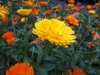 Close-up of yellow flowering plants on field