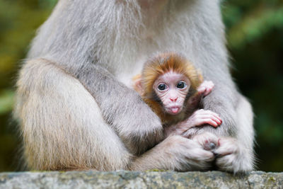 Monkey sitting with infant