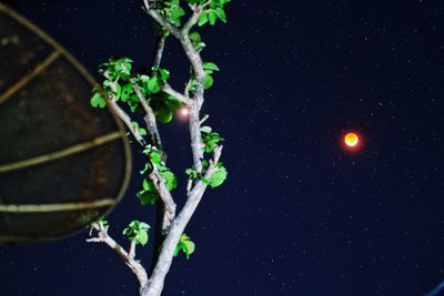 Low angle view of plant against sky at night