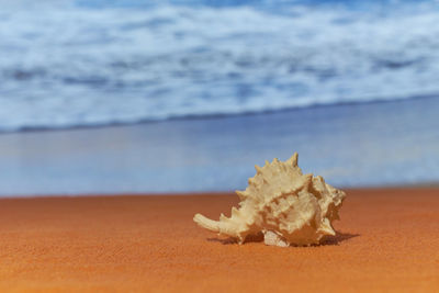 Close-up of crab on beach