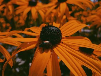 Close-up of yellow flower